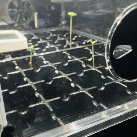 New Money / CG / Growmotion Pheno Hunt