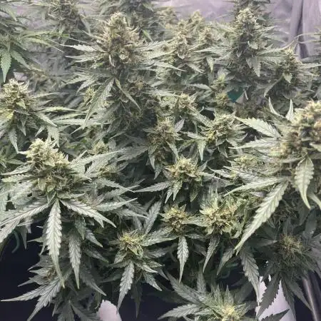 Critical Kush Auto - Barney’s Farm