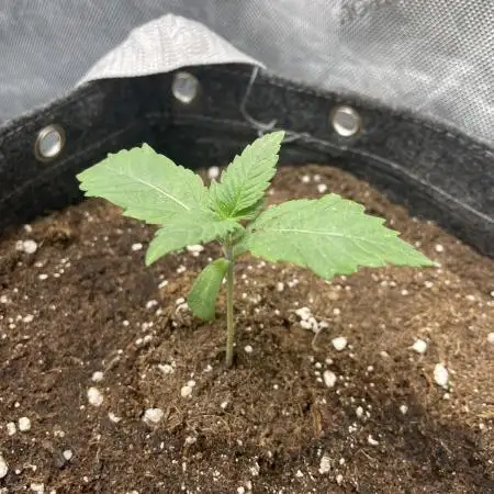 Cherry Poppers 🍒 Barney’s Farm