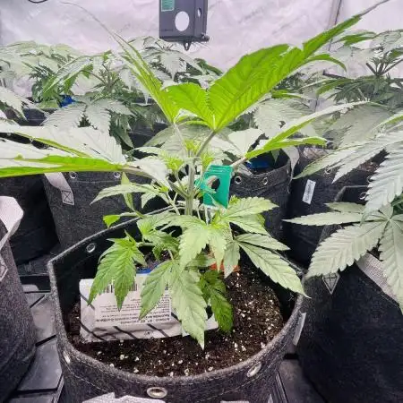 Cherry Poppers 🍒 Barney’s Farm