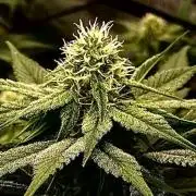 Cherry Poppers 🍒 Barney’s Farm