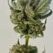 Cherry Poppers 🍒 Barney’s Farm