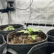 Jet Puft / CG seeds