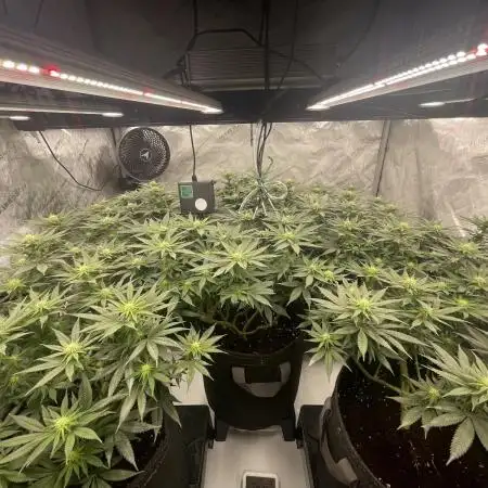 Biscotti mintz clones