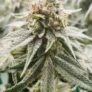 Cherry Poppers 🍒 Barney’s Farm