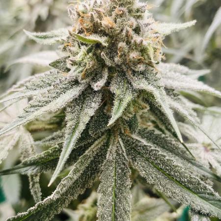 Cherry Poppers 🍒 Barney’s Farm