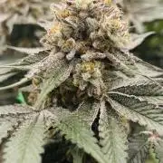 Cherry Poppers 🍒 Barney’s Farm