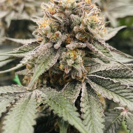 Cherry Poppers 🍒 Barney’s Farm