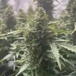 Critical Kush Auto - Barney’s Farm