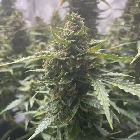 Critical Kush Auto - Barney’s Farm