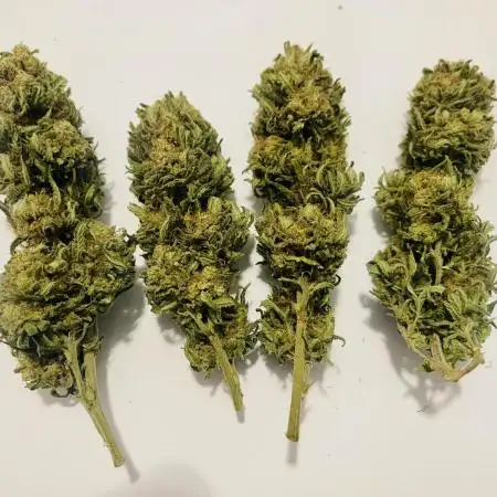 Biscotti mintz clones