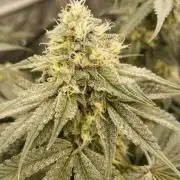 Cherry Poppers 🍒 Barney’s Farm