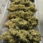 Cherry Poppers đ Barneyâs Farm