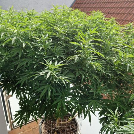 Original Cheese by Paradise Seeds