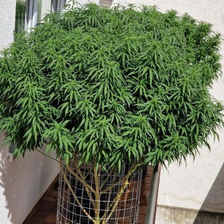 Original Cheese by Paradise Seeds