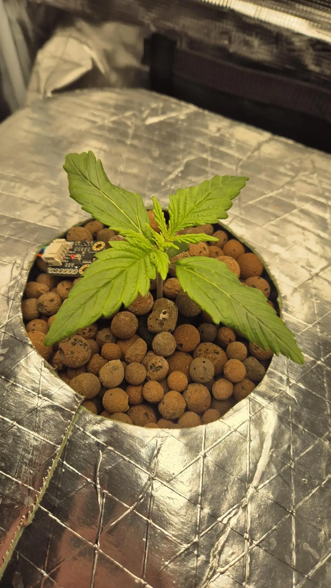 First DWC grow - Gorilla Zkittlez Auto grow journal by r