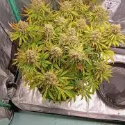 Chemdogging