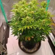 Chemdogging