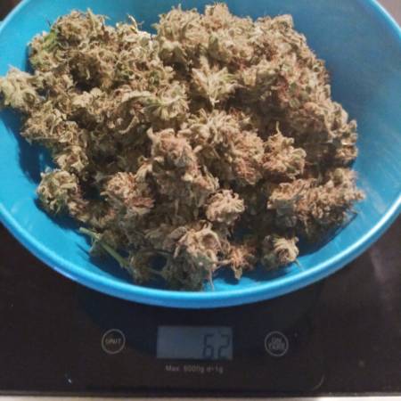 First Medical Strain Grow