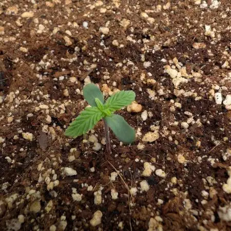 Thunder Twins - North Thunderfuck Auto RQS