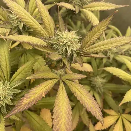 Vanilla Frosting F4 (HSC) | 1 Plant on 2x2 | Living Soil