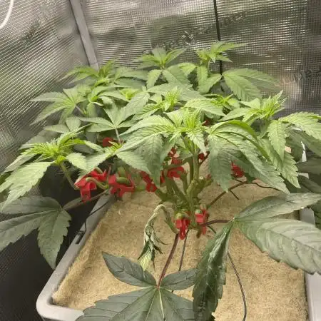 Vanilla Frosting F4 (HSC) | 1 Plant on 2x2 | Living Soil