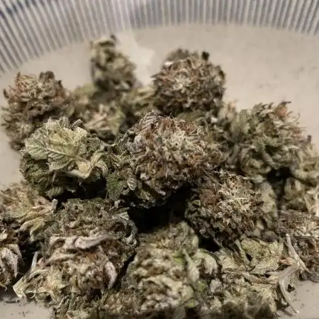Vanilla Frosting F4 (HSC) | 1 Plant on 2x2 | Living Soil