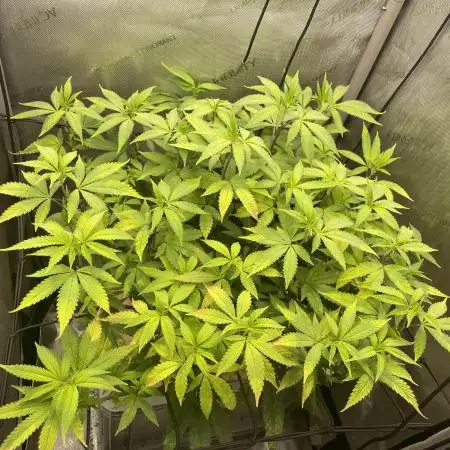 Vanilla Frosting F4 (HSC) | 1 Plant on 2x2 | Living Soil
