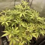 Vanilla Frosting F4 (HSC) | 1 Plant on 2x2 | Living Soil