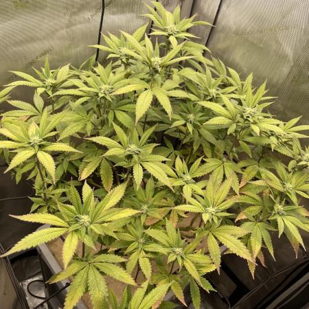 Vanilla Frosting F4 (HSC) | 1 Plant on 2x2 | Living Soil