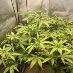 Vanilla Frosting F4 (HSC) | 1 Plant on 2x2 | Living Soil