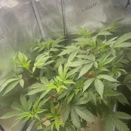 Caviar Sour Lime | 1 plant on 2x2