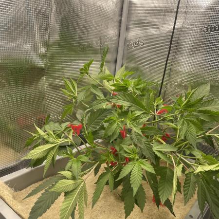 Caviar Sour Lime | 1 plant on 2x2