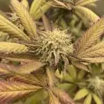 Vanilla Frosting F4 (HSC) | 1 Plant on 2x2 | Living Soil
