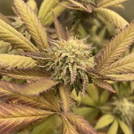 Vanilla Frosting F4 (HSC) | 1 Plant on 2x2 | Living Soil