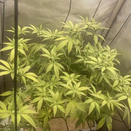 Vanilla Frosting F4 (HSC) | 1 Plant on 2x2 | Living Soil