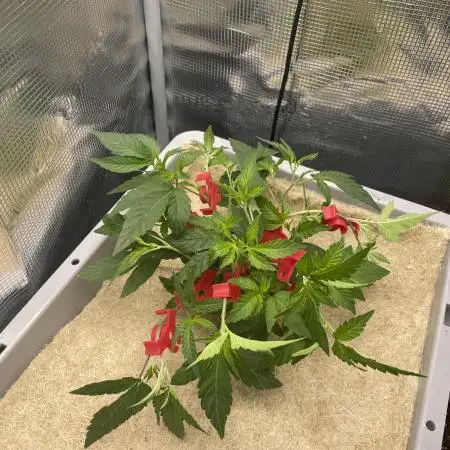 Caviar Sour Lime | 1 plant on 2x2
