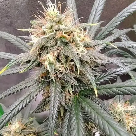 Sour Tangie dumaaaal