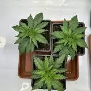 Hella Jelly, up to di sky.