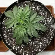 Hella Jelly, up to di sky.