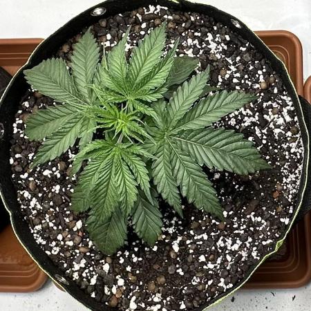 Hella Jelly, up to di sky.