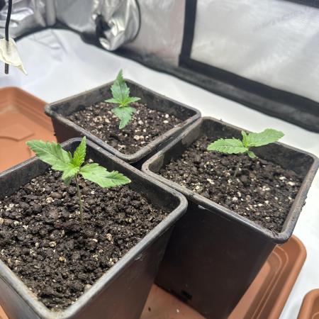 Hella Jelly, up to di sky.