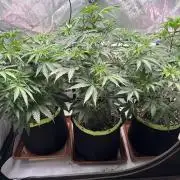 Hella Jelly, up to di sky.