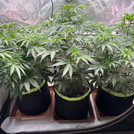 Hella Jelly, up to di sky.