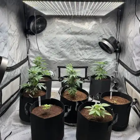 White Widows clones G3
