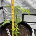 Sour Diesel
