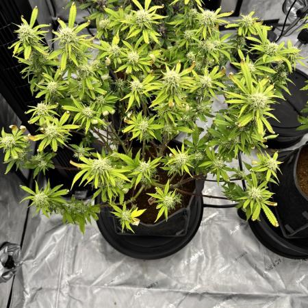 Strawberry Banana Auto
