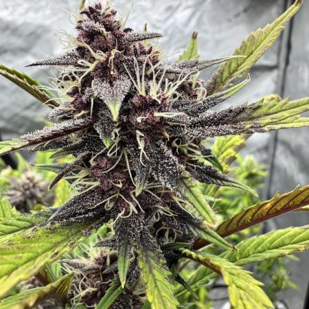 Purple Punch Auto