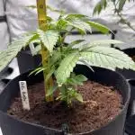 O.G Kush