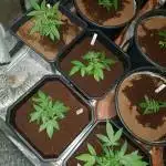 Autos with Fast buds along for the ride